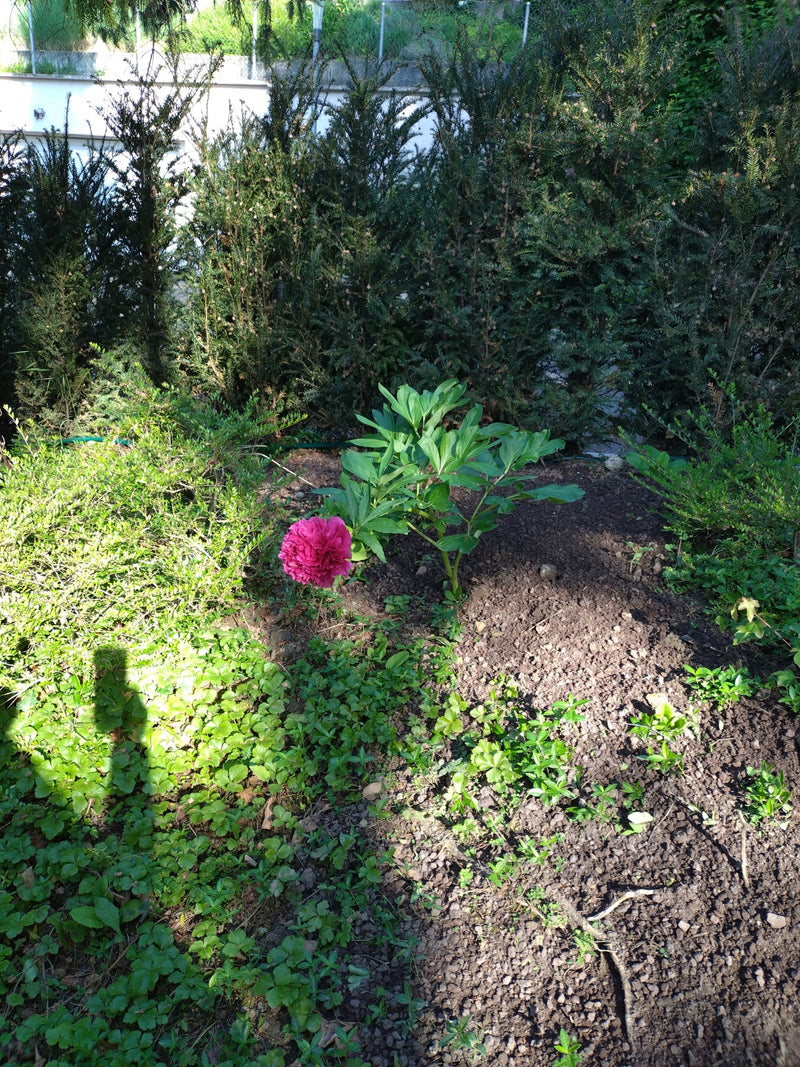 Peonia — Bild 3