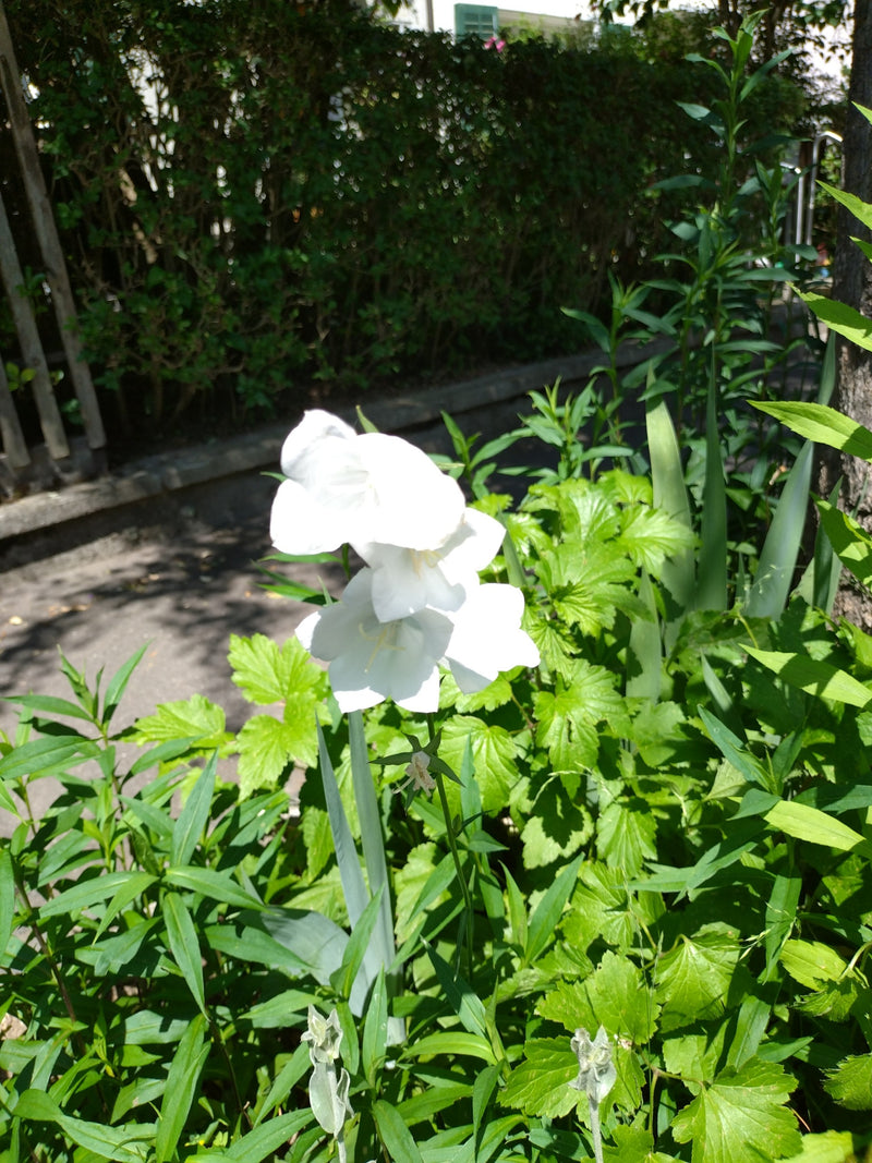Campanula — Bild 1