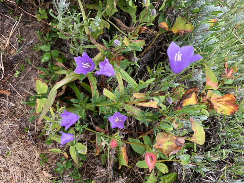 L'immagine mostra diversi fiori viola di una campanula circondati da verde e terra. Le piante crescono vicino al suolo in un ambiente naturale.