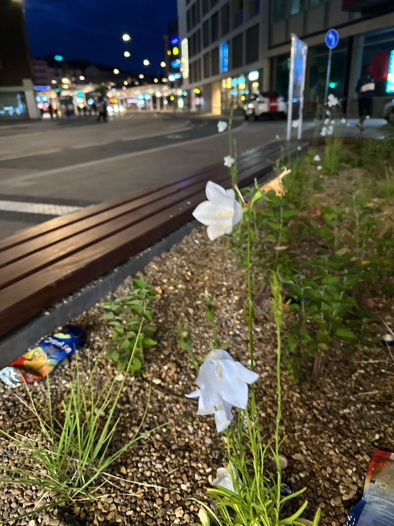 Si vede una campanula in fiore con fiori bianchi in un'aiuola urbana di notte. Lampioni e edifici brillano sullo sfondo.