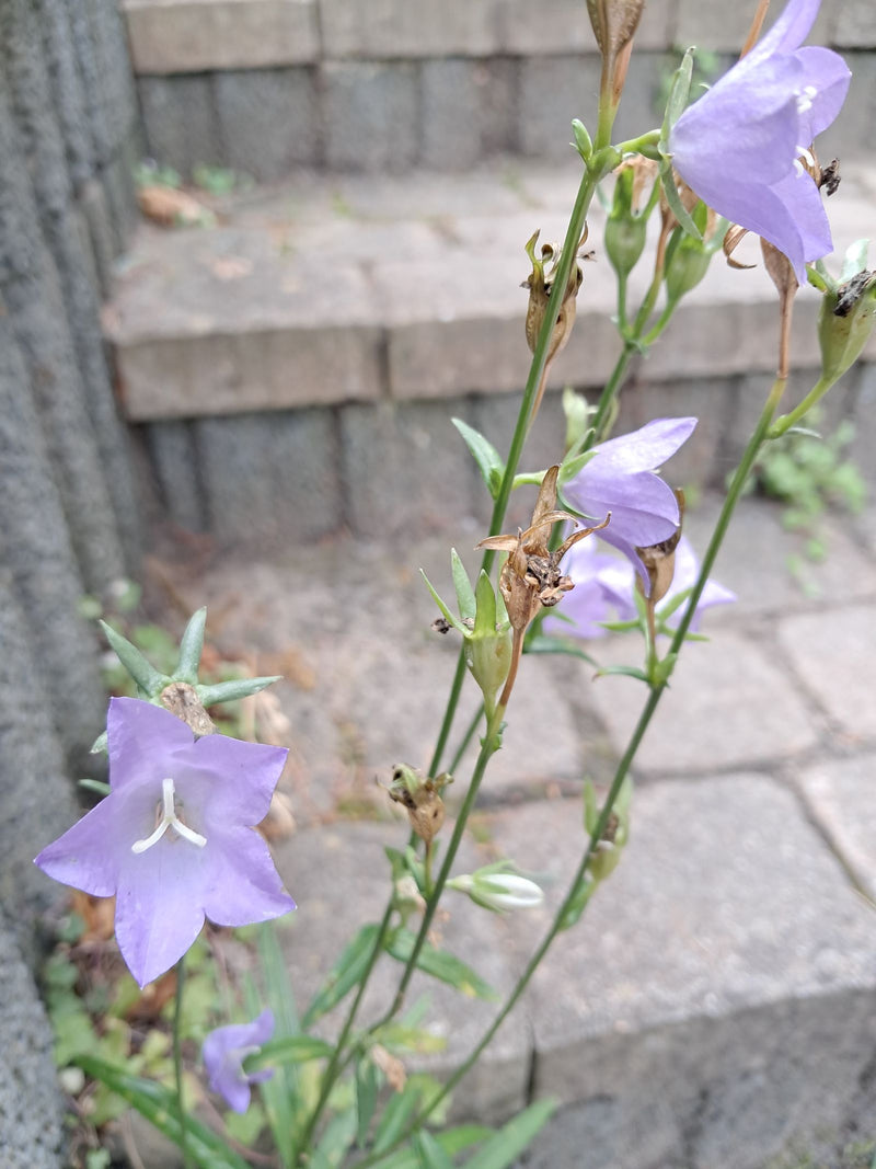 Si vede una campanula con fiori viola chiaro davanti a un muro di pietra. La pianta è in piena fioritura con steli sottili.