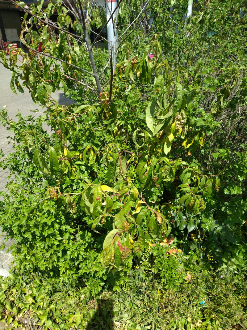 Malattia del ricciolo di pesca — Bild 1