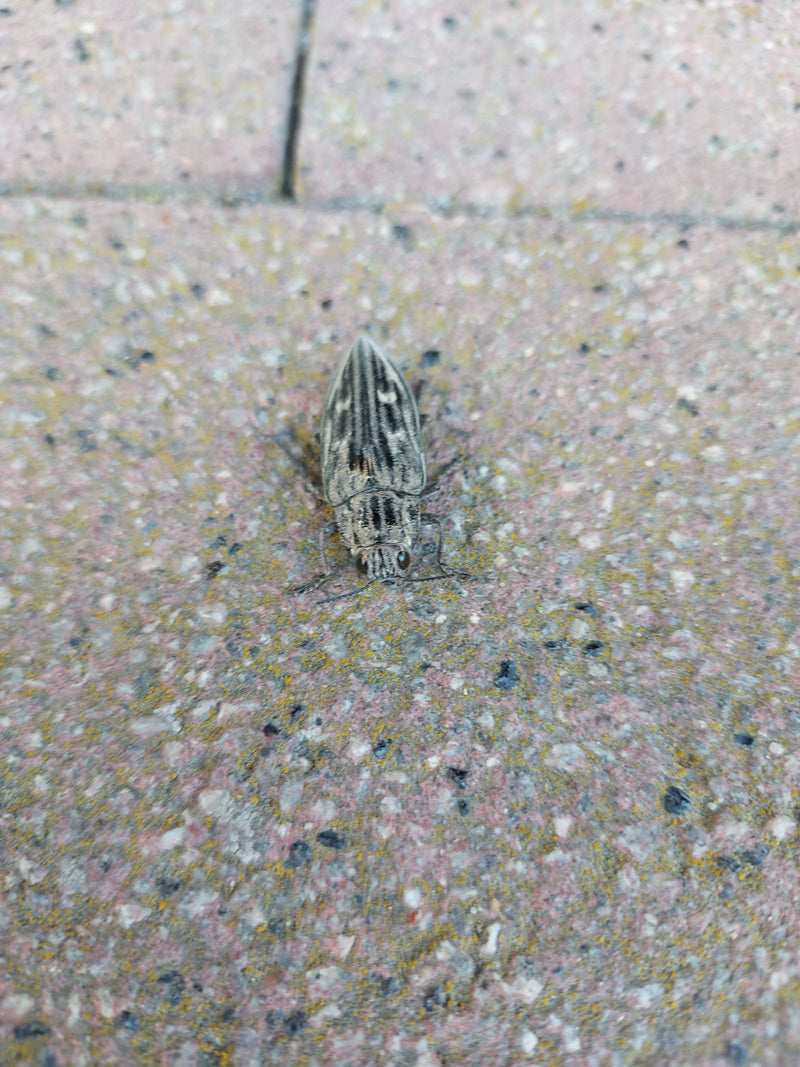 Scarabeo della pesca — Bild 1