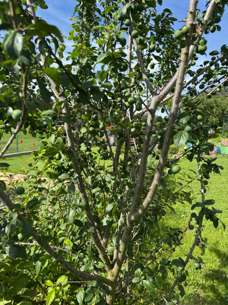 Si vede un albero di susine con numerosi frutti verdi acerbi e foglie verdi in un giardino. I rami e il tronco sono chiaramente riconoscibili.