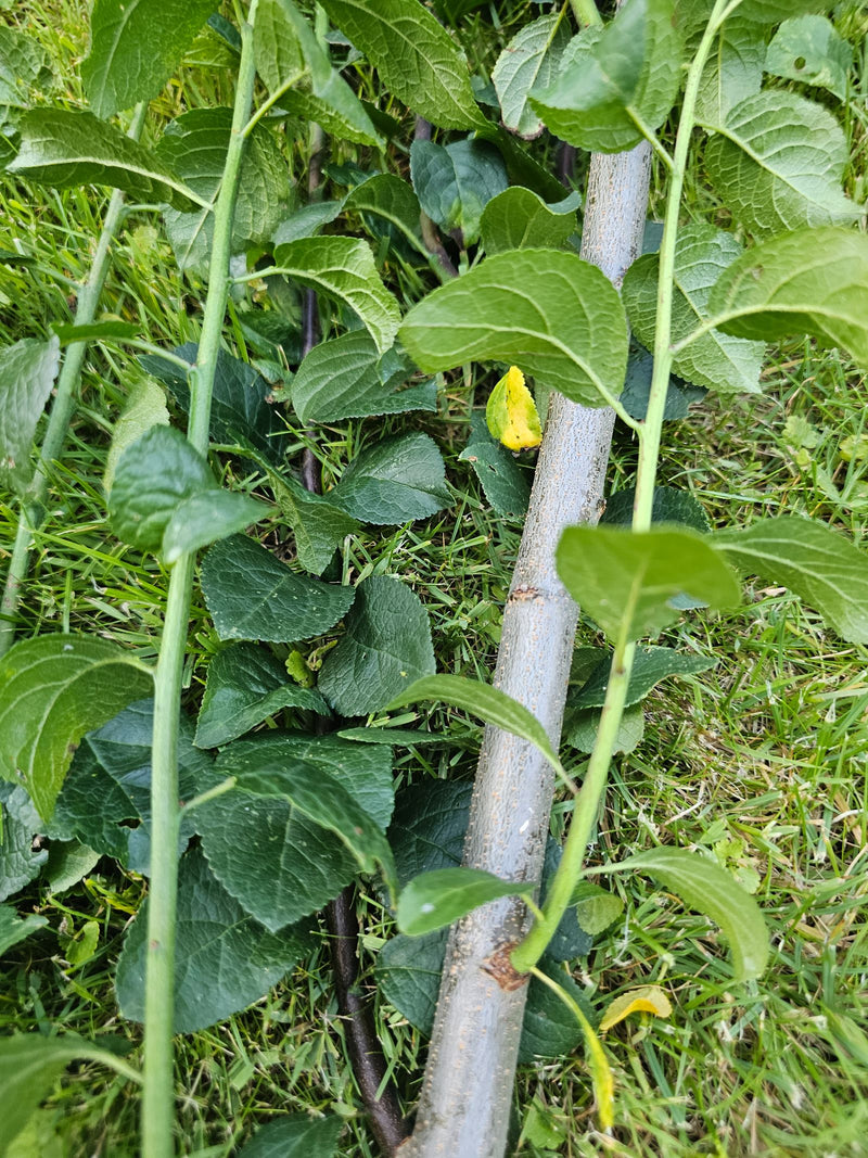 L'immagine mostra foglie verdi e rami di un albero di susine adagiati su un prato. La corteccia caratteristica e le foglie dentate sono chiaramente visibili.