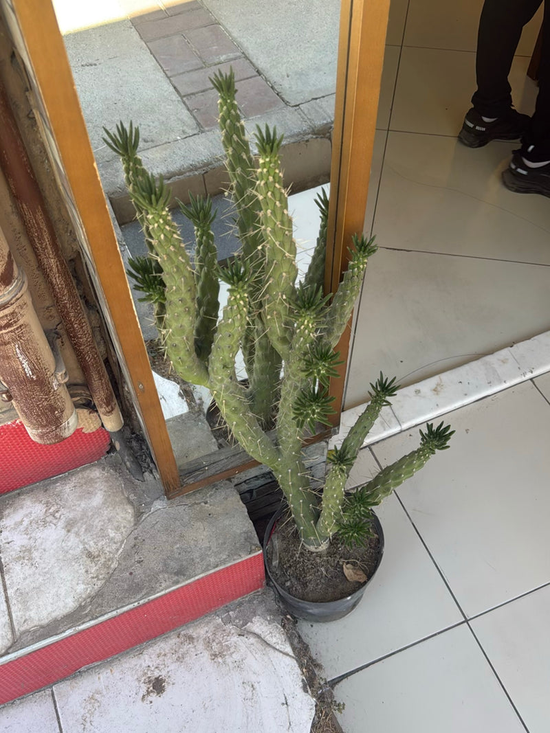 Punteruolo opunzia — Bild 1