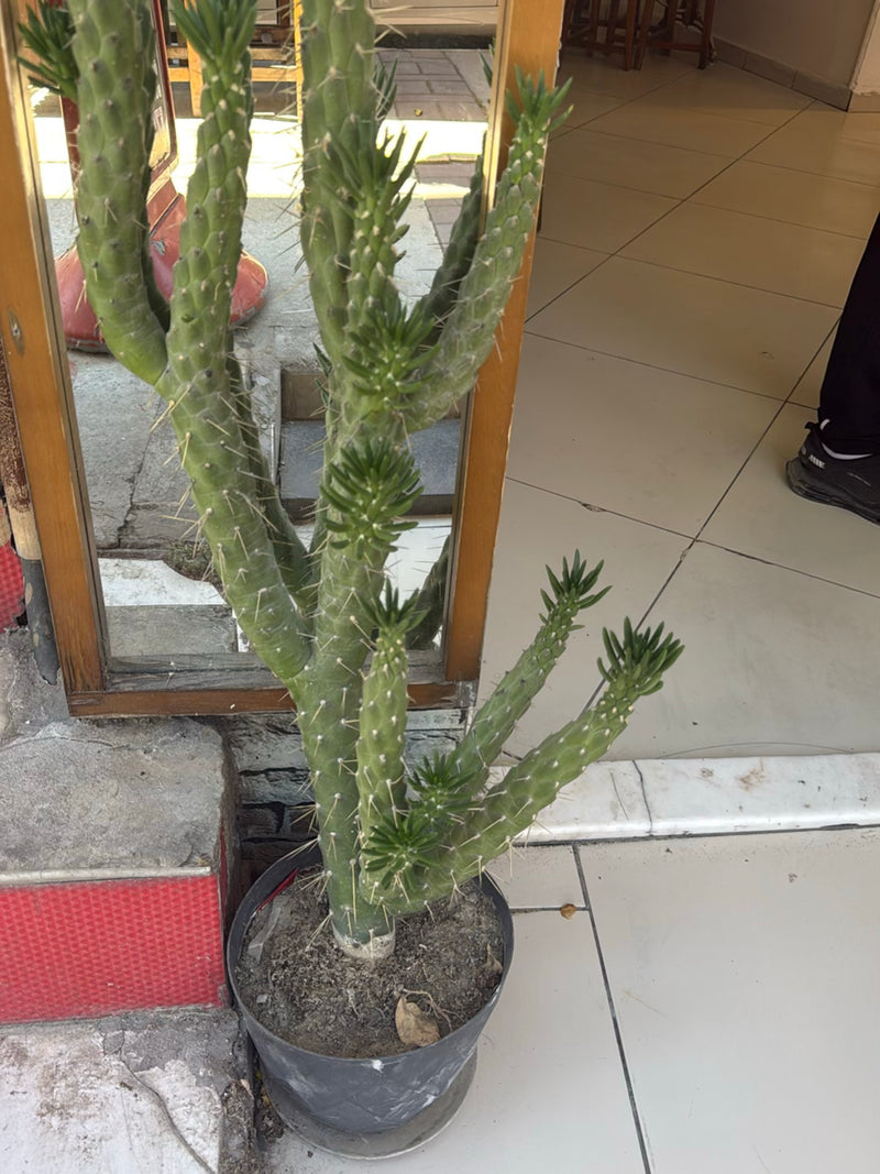 Punteruolo opunzia — Bild 2