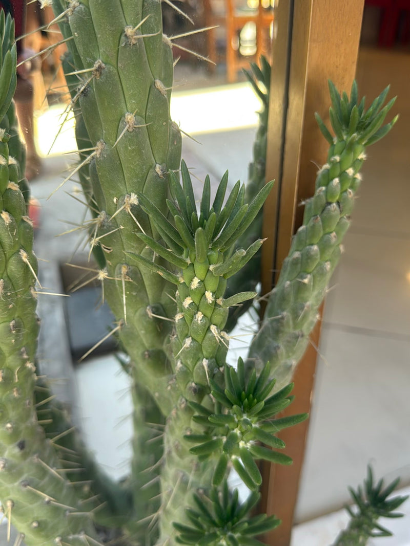 Punteruolo opunzia — Bild 3
