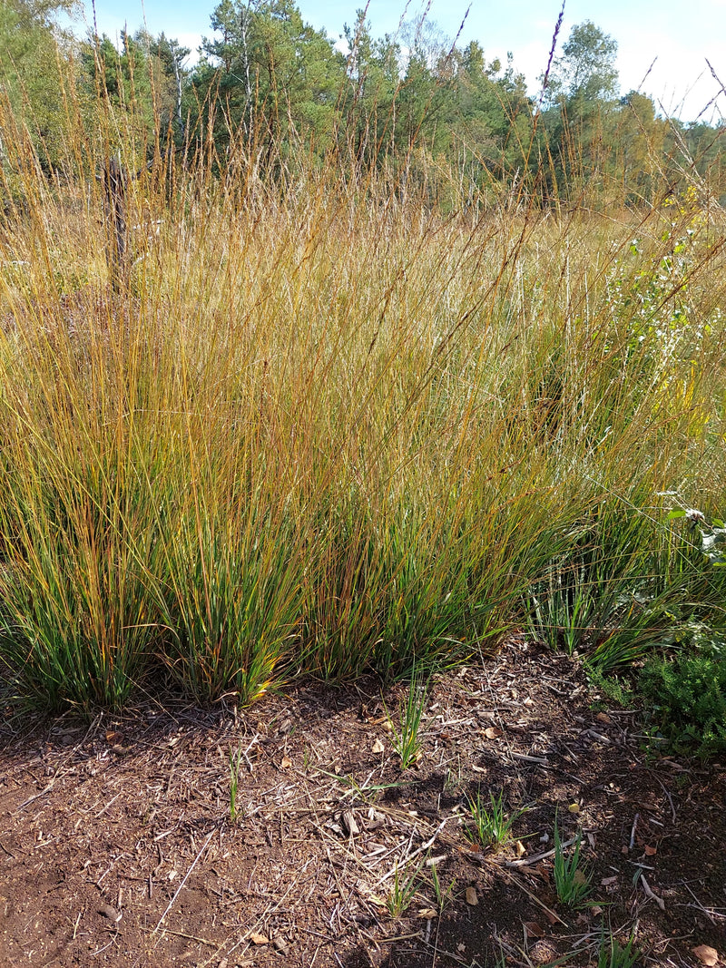 Un fitto cespo di Stipa tenuissima cresce in un'aiuola ricoperta di pacciame di corteccia. I fusti sottili mostrano una colorazione autunnale giallastra nell...