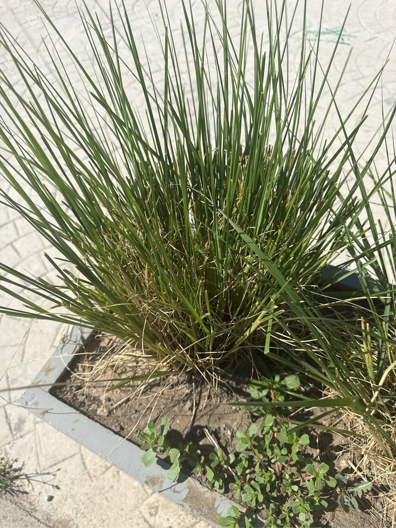 Si vede un fitto ciuffo di sottili steli verdi di stipa in una fioriera. La pianta cresce nella terra in un ambiente urbano.