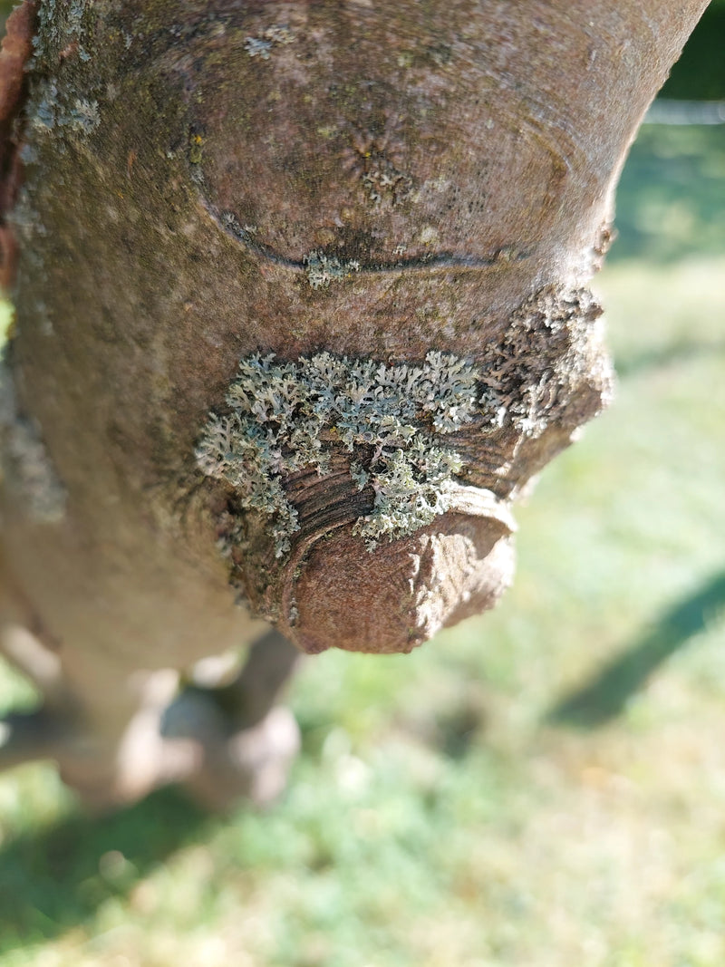 Lichene Physcia — Bild 1