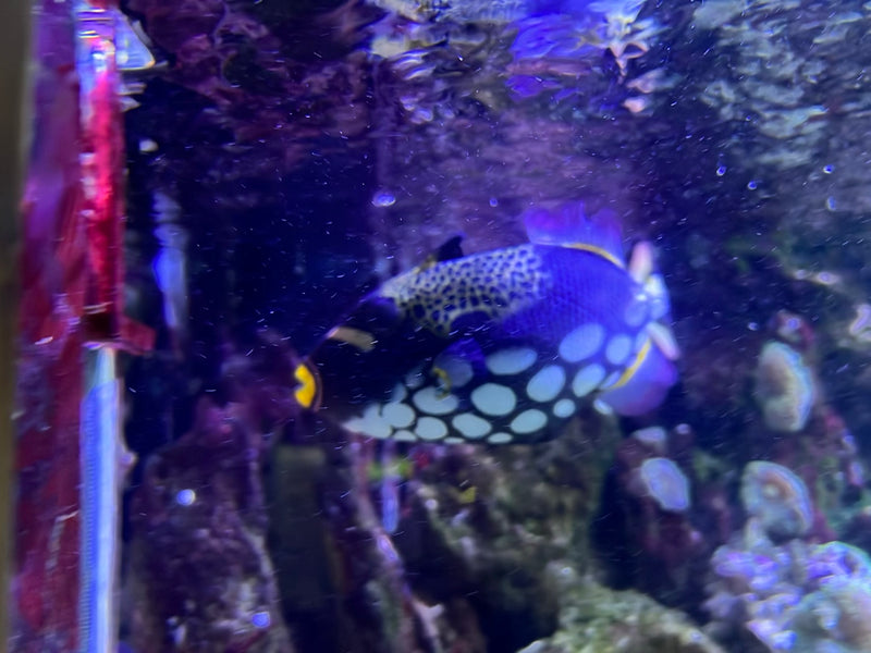 Picasso-Drückerfisch — foto 1 di 1