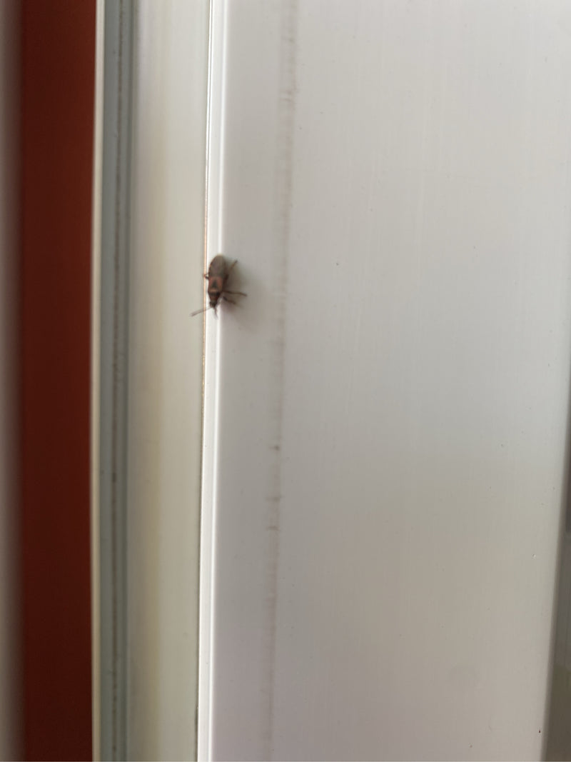 Cimice del sicomoro — Bild 1