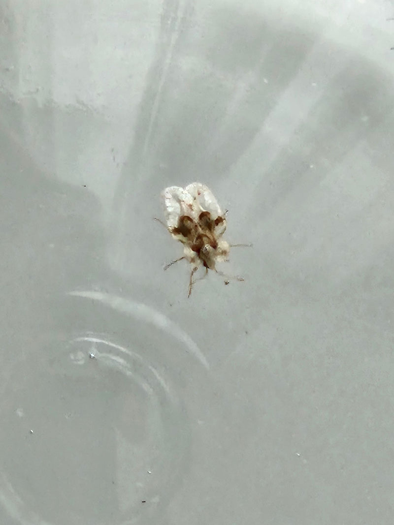 Bug web del sicomoro — Bild 4