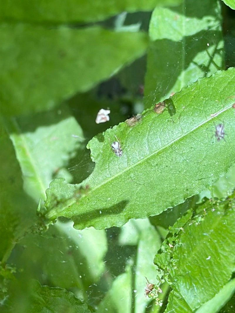Bug web del sicomoro — Bild 2