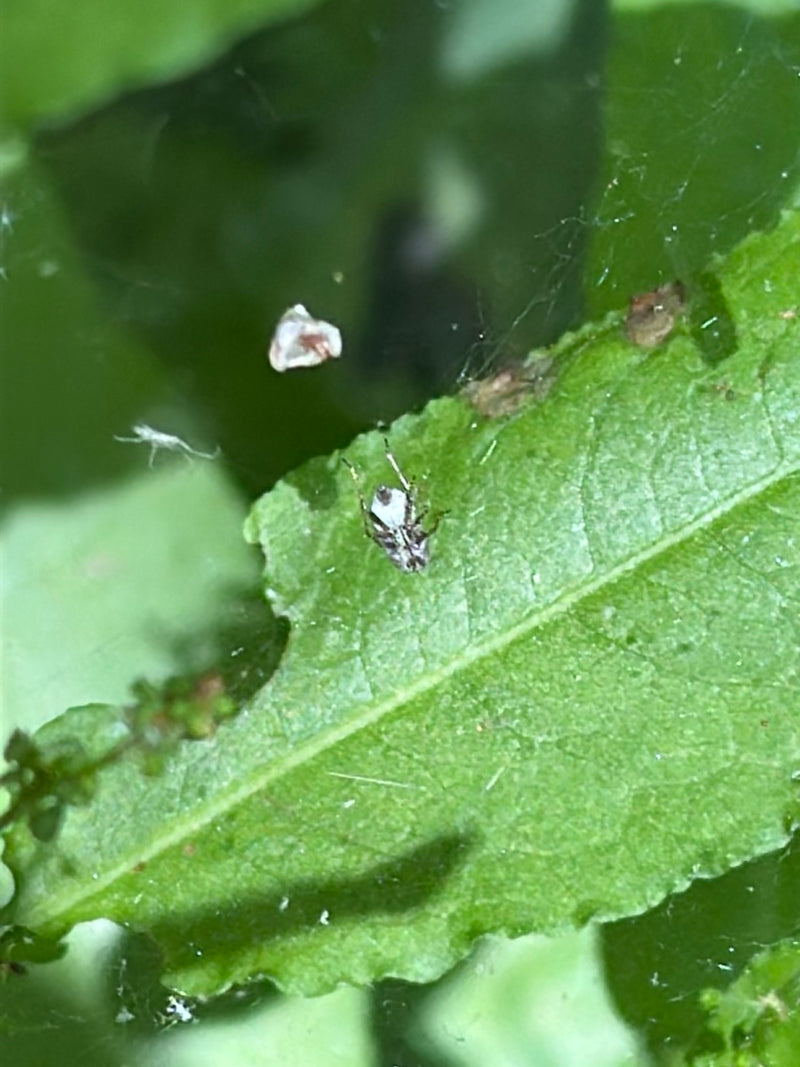 Bug web del sicomoro — Bild 1