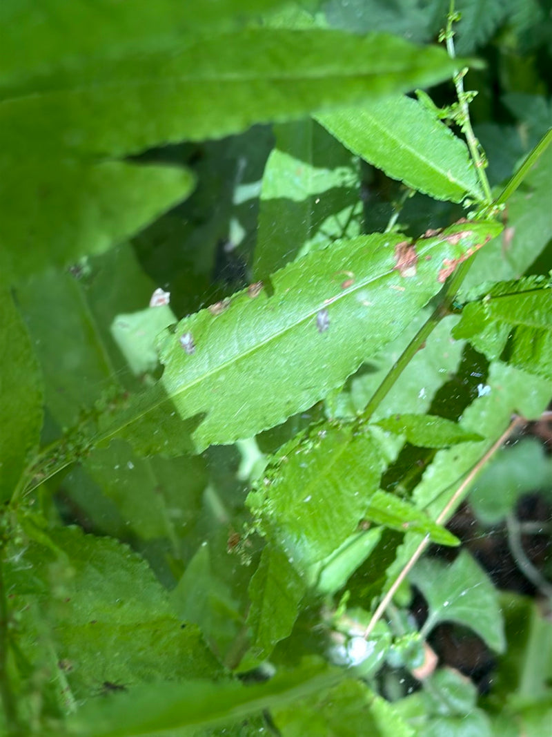 Bug web del sicomoro — Bild 3