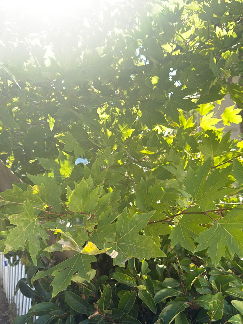 Bug web del sicomoro — foto 5 di 24