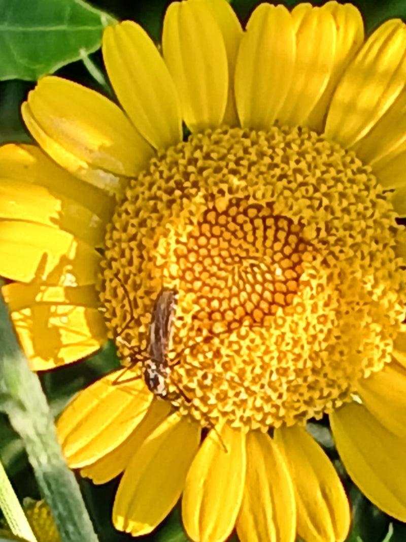 Scarabeo del polline — Bild 1