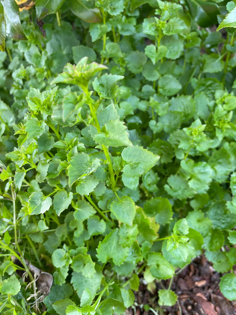 Campanula da cuscino — Bild 1