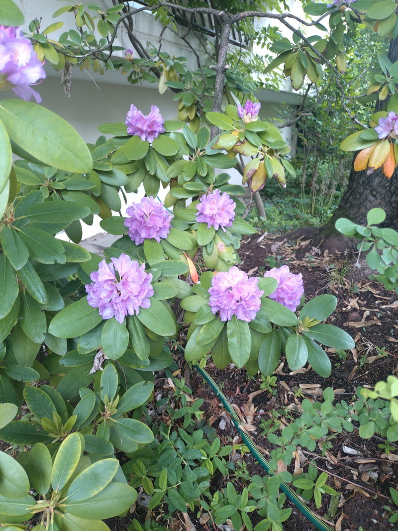 Rododendro del Ponto — Bild 1