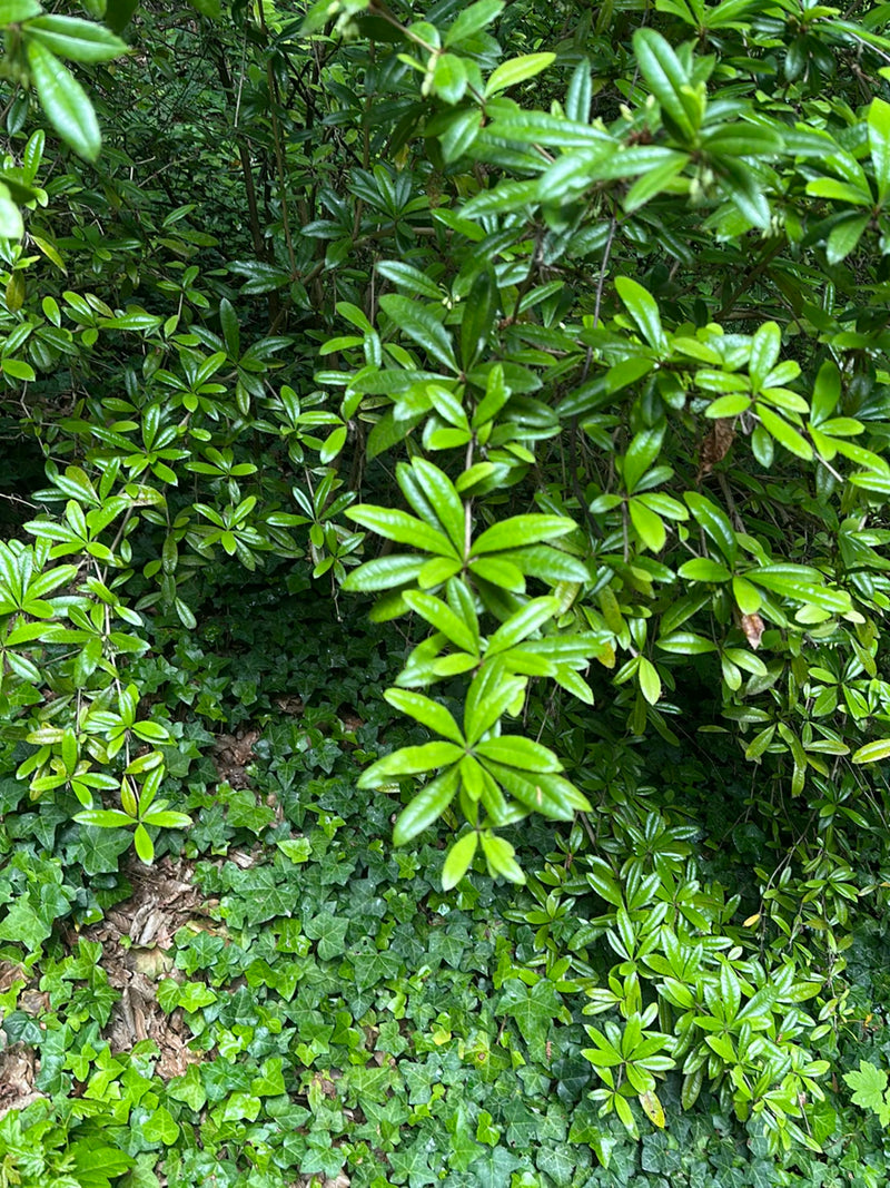 Sono visibili le foglie dense, lucide e lanceolate di un rododendro pontico. La pianta cresce in un sottobosco ombreggiato.
