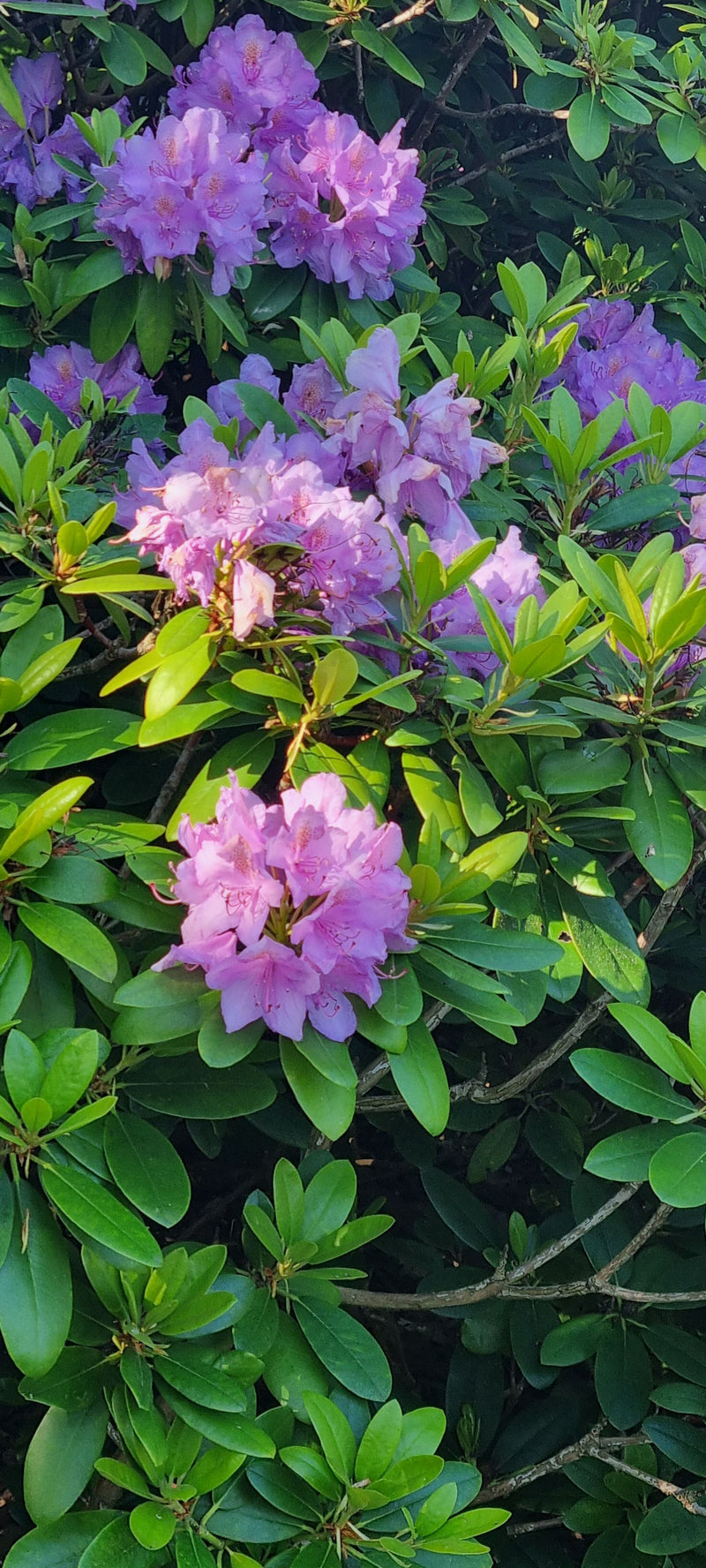 È visibile un arbusto cespuglioso di rododendro pontico con fitte foglie verdi e numerose infiorescenze viola porpora. Lo scatto mostra la pianta in un ambie...
