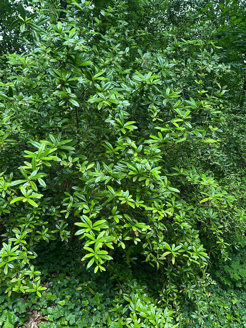Si vede un grande e cespuglioso rhododendron ponticum con molte foglie verdi e lucide in un bosco. L'arbusto cresce densamente in un ambiente boscoso.