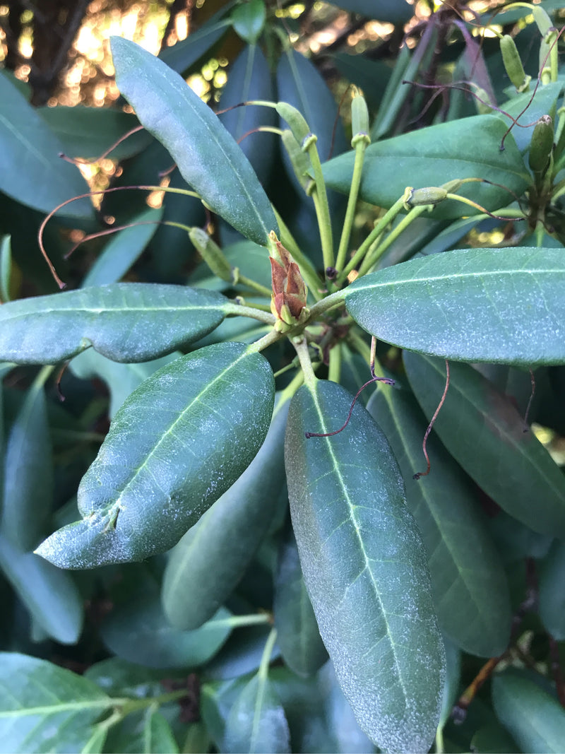 L'immagine mostra le caratteristiche foglie coriacee e lanceolate e un bocciolo di rododendro pontico. La pianta cresce in un ambiente naturale.