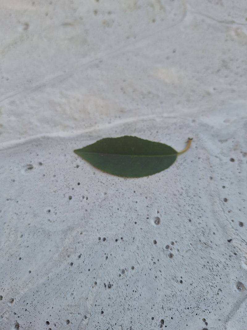 Alloro ciliegino portoghese — Bild 1