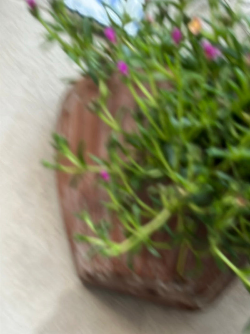Rose di portulaca — Bild 1