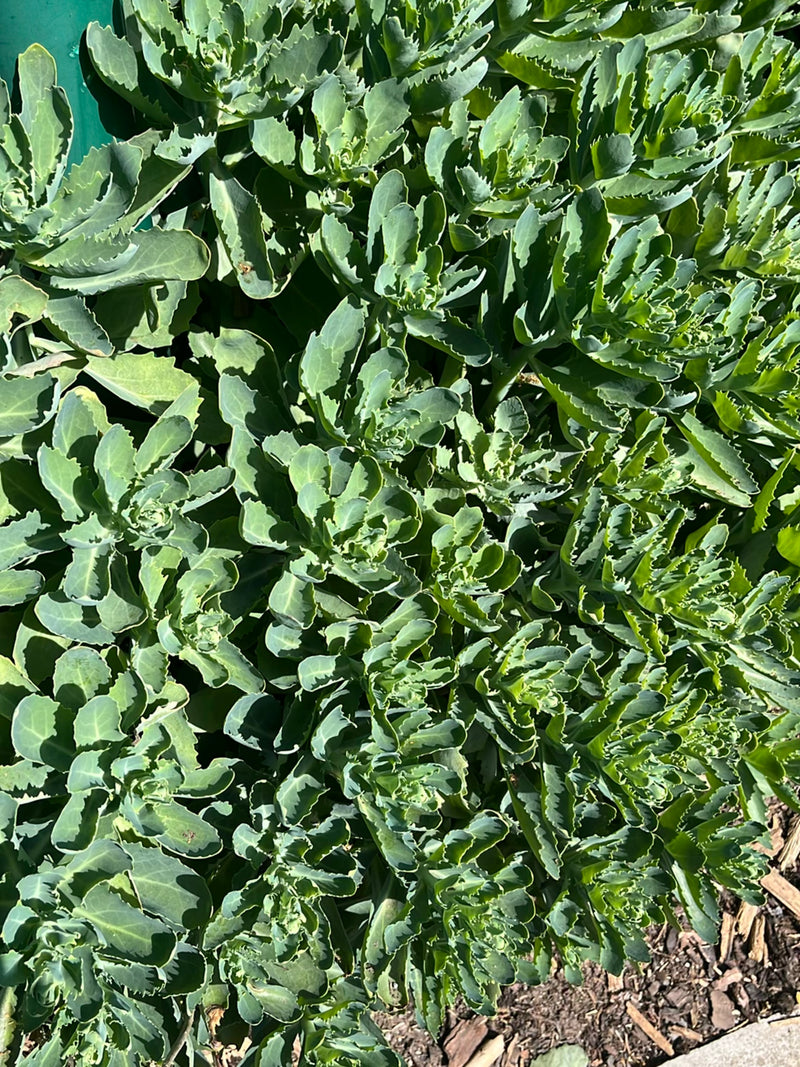 Sedum magnifico — Bild 2