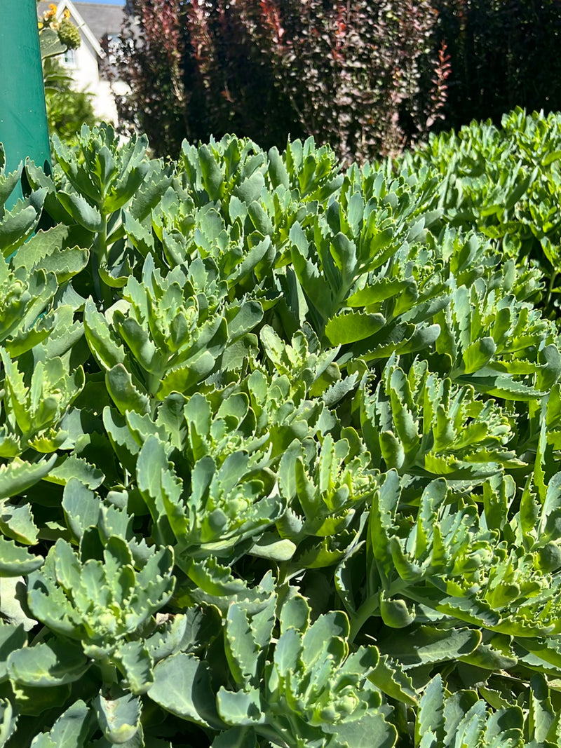 Sedum magnifico — Bild 1