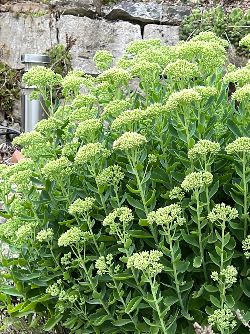 Si vede una lussureggiante borraccia spettacolare con le sue caratteristiche foglie carnose e i boccioli di fiori in via di sviluppo davanti a un muro di pie...