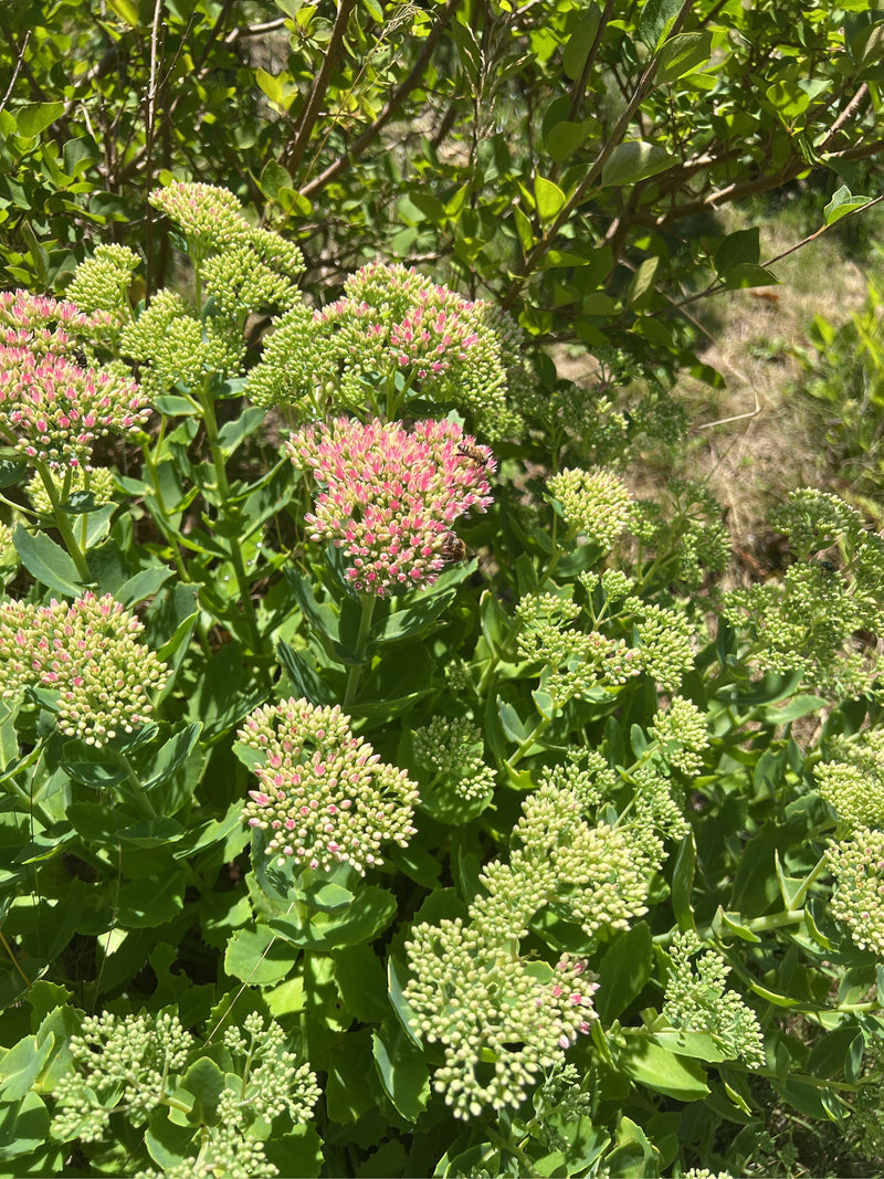 Si vede un sedum spectabile con le sue caratteristiche foglie carnose e dense infiorescenze in apertura. La pianta si trova all'aperto in un ambiente soleggi...