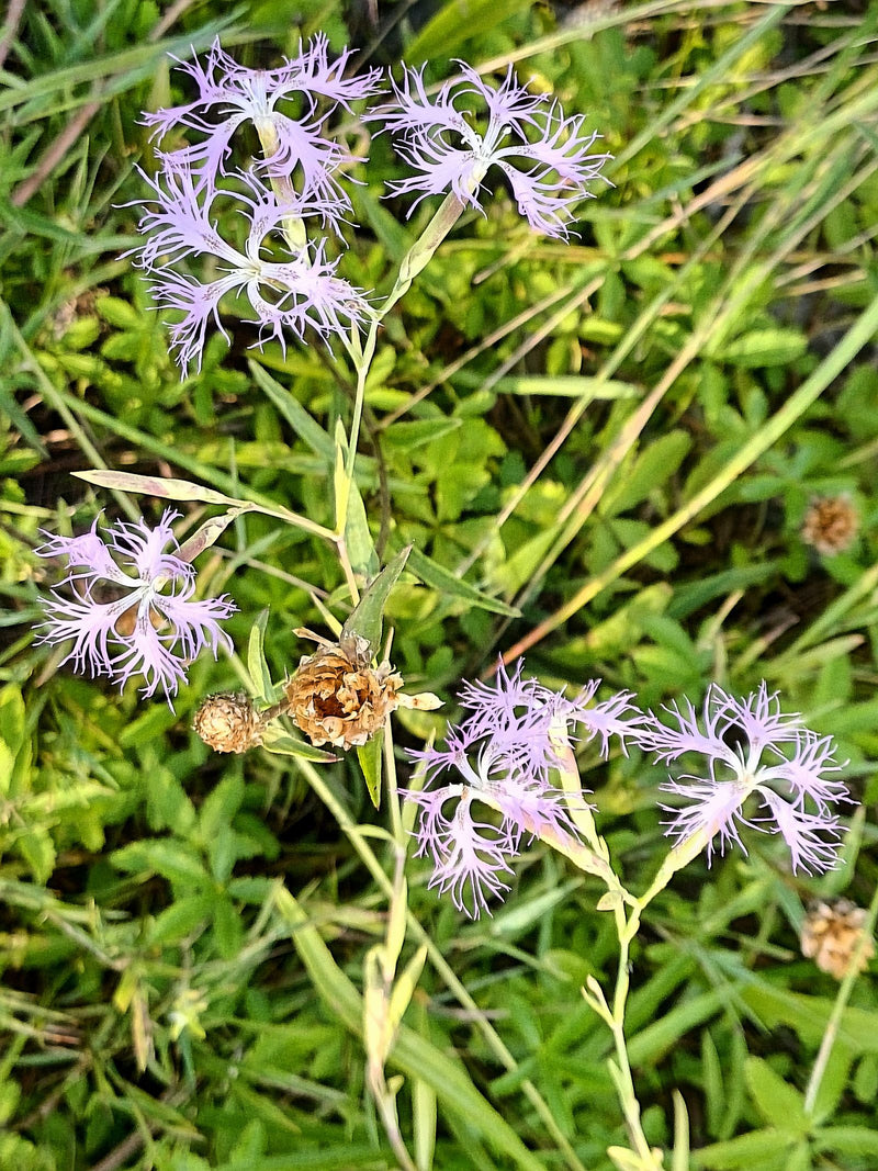 Magnifico garofano — Bild 2