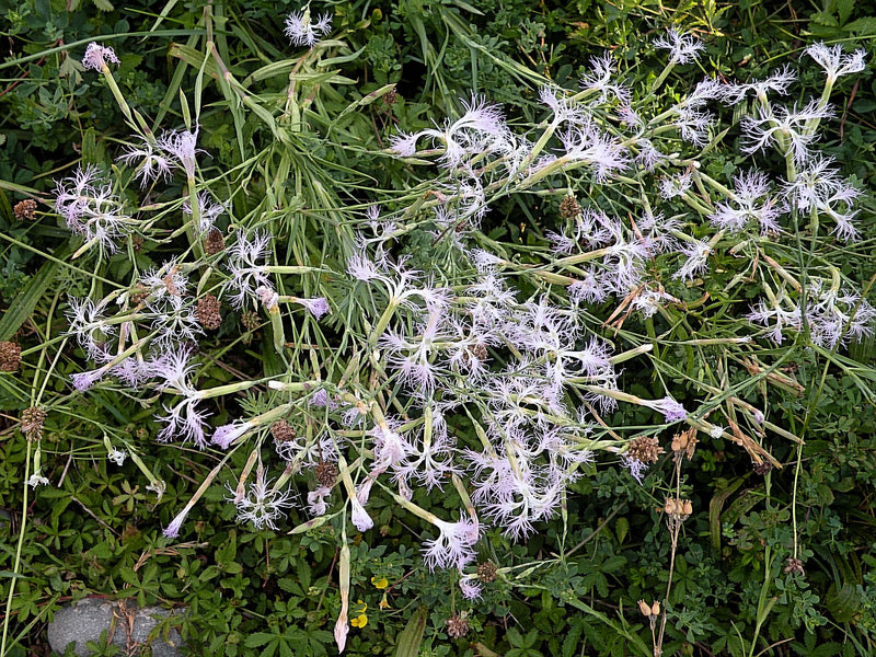 Magnifico garofano — Bild 1