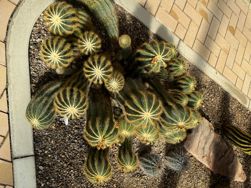 Un gruppo di cactus (Parodia magnifica) cresce in un'aiuola di ghiaia vicino a un sentiero pavimentato, visto dall'alto.
