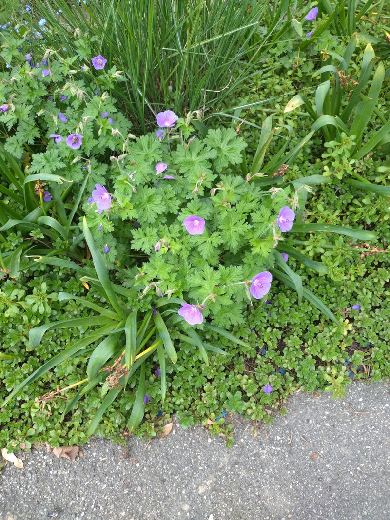 Magnifico Cranesbill — Bild 1