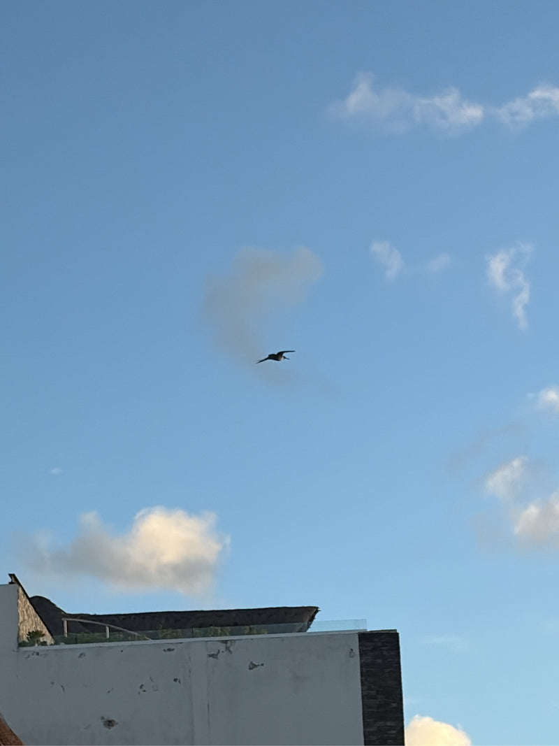 Prachtfregattvogel — foto 1 di 1