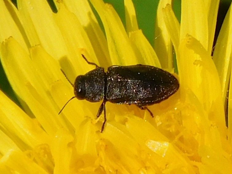 Scarabeo gioiello (genere Anthaxia) — Bild 1