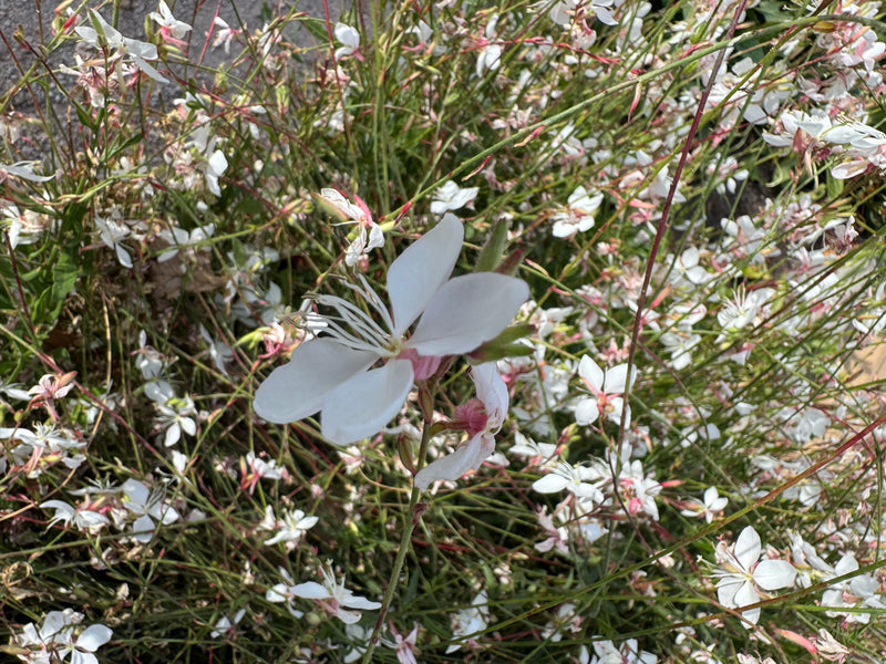 Un fiore bianco aperto di gaura di Lindheimer è in primo piano, con una fitta vegetazione di altri fiori sullo sfondo.
