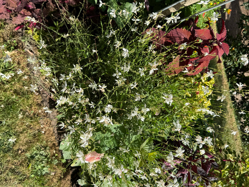 Una gaura di Lindheimer fiorita con numerosi delicati fiori bianchi cresce in un'aiuola accanto a piante di coleus.