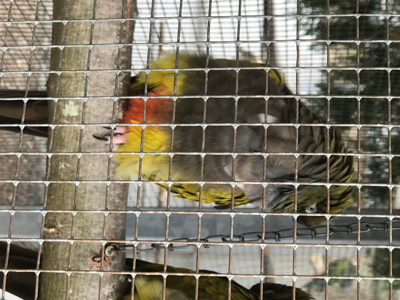 Magnifica rosella — foto 1 di 1