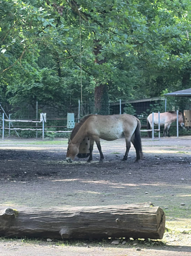 Cavallo di Przewalski — Bild 1