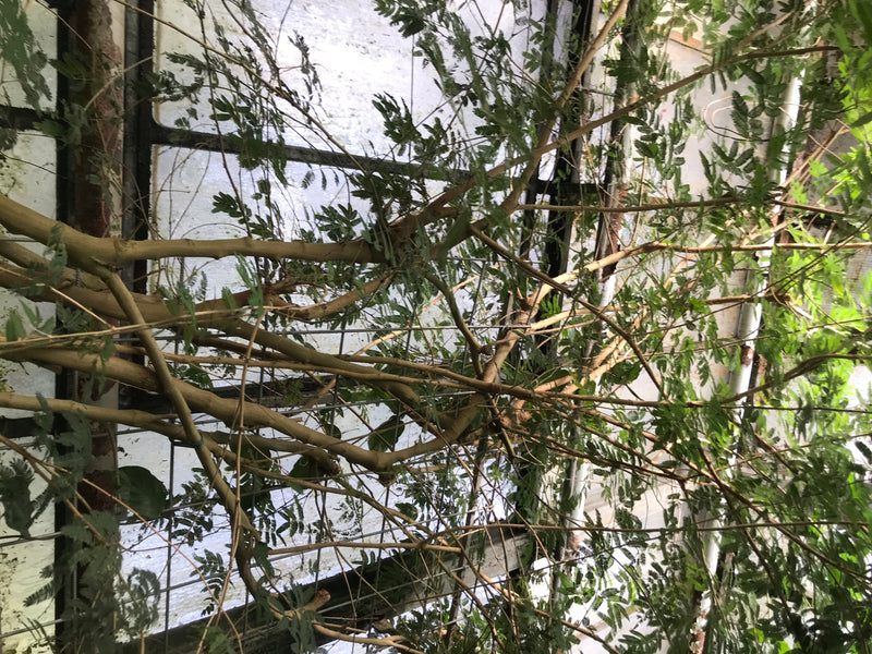 Puderquastenstrauch — foto 2 di 2