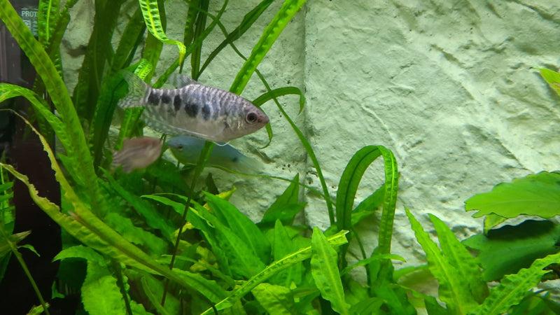 Gourami maculato (variante marmo) — Bild 1