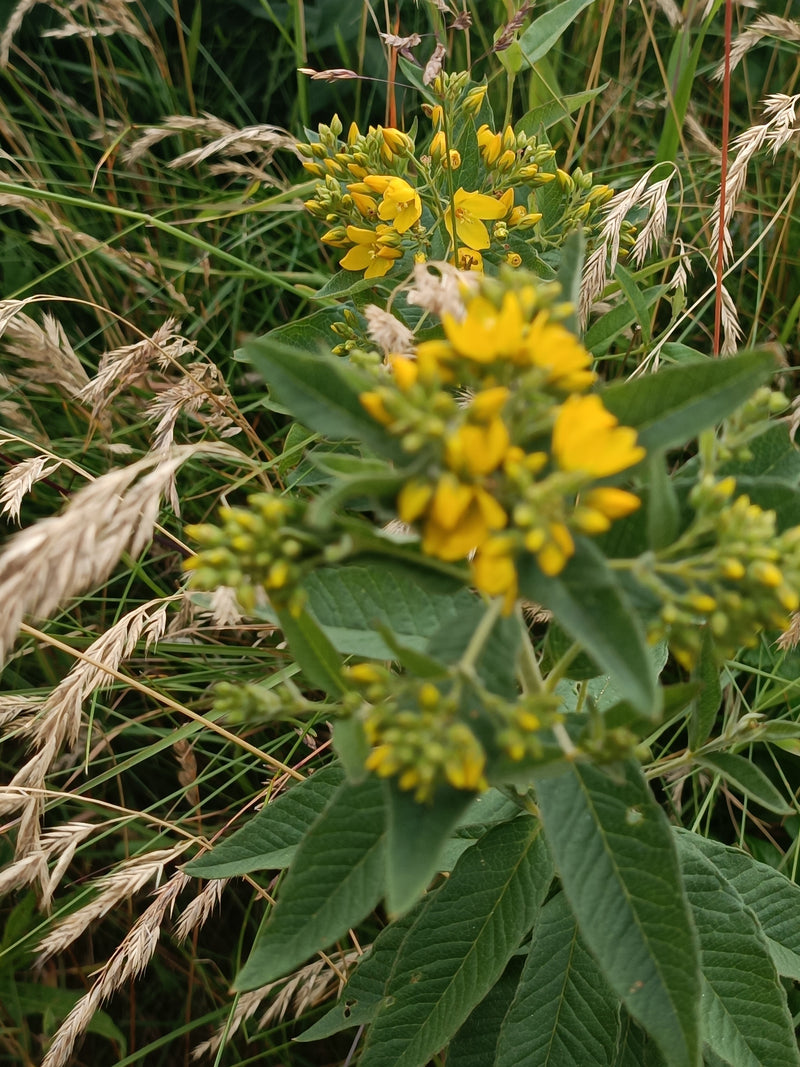 Tessitore giallo maculato — Bild 1