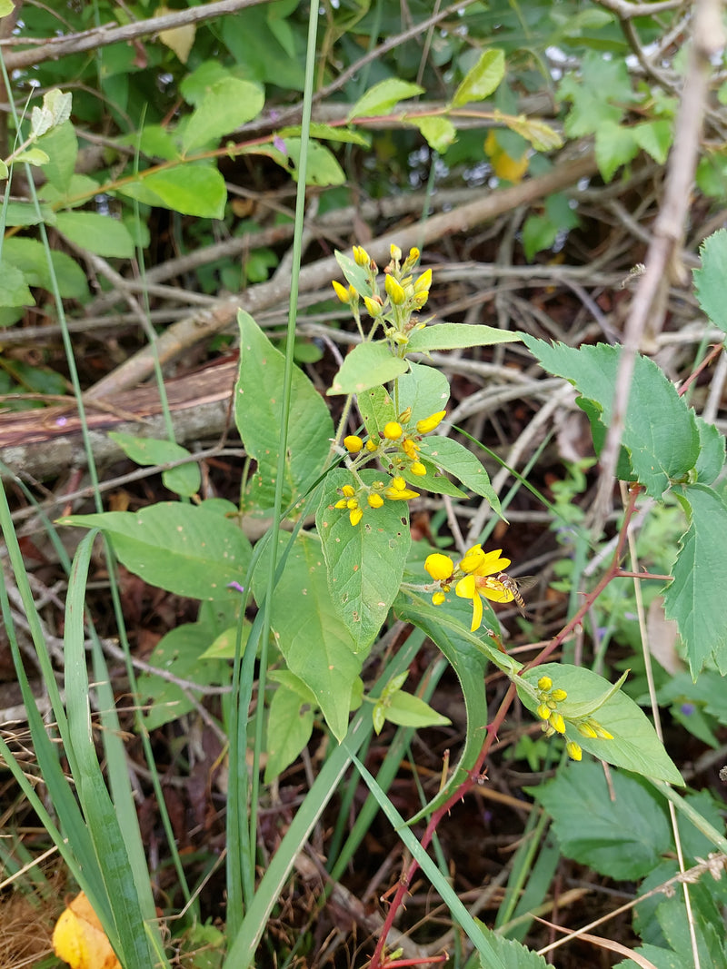 Tessitore giallo maculato — foto 4 di 6
