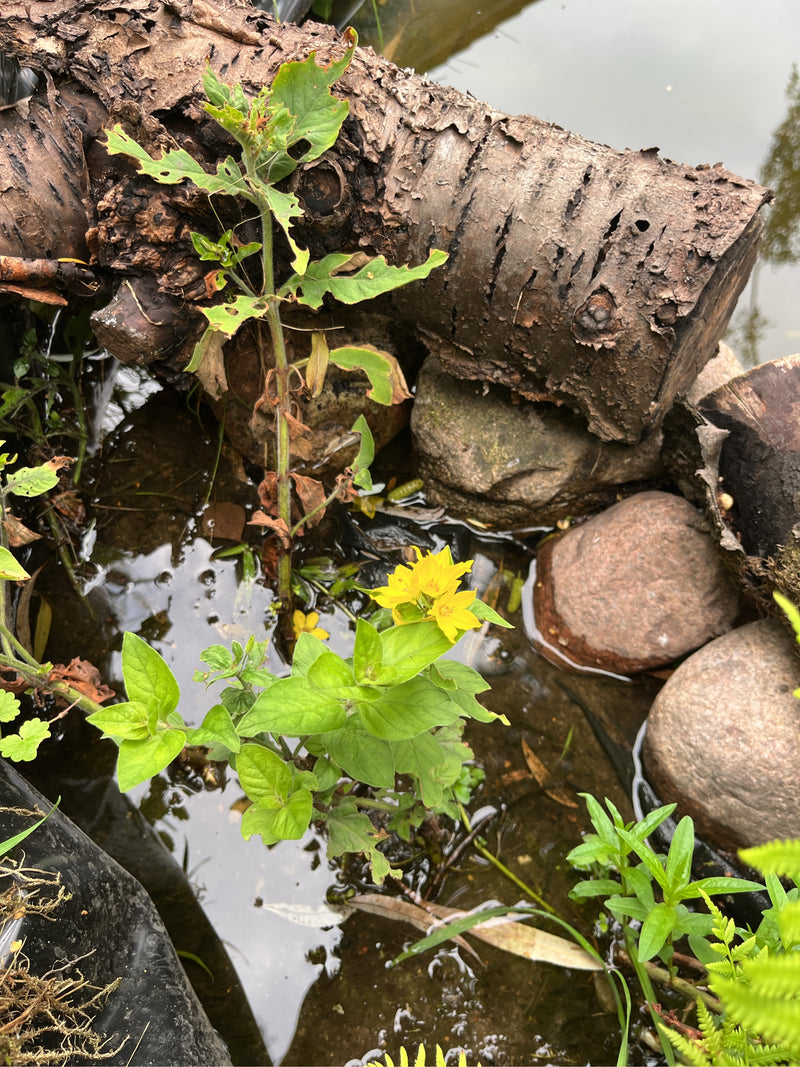 Tessitore giallo maculato — foto 1 di 6